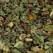 Cistuskraut