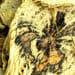 Clematisstengel Salbe
