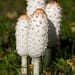 Coprinus Tropfen - Tinktur