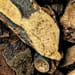 Drynariawurzelstock, vorbehandelt