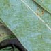Eucalyptusblätter Tropfen - Tinktur
