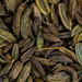 Fenchel