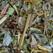 Gänsefingerkraut