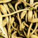 Geissblattblüten Tropfen - Tinktur