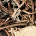Gilbweiderichkraut