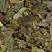 Ginkgoblätter Tropfen - Tinktur
