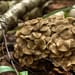 Maitake Tropfen - Tinktur