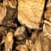 Haarstrangwurzel Tropfen - Tinktur