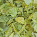 Hopfenzapfen