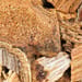 Hühnerblutstengel Tropfen - Tinktur