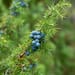 Wacholderbeeren