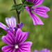 Malvenblüten