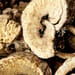 Maulbeerbaumrinde Tropfen - Tinktur