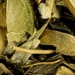 Acker Hellerkraut Salbe