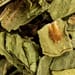 Hirschzungenkraut
