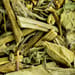 Hirtentäschelkraut