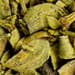 Kreosotbuschkraut Salbe