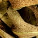 Pyrrosiablätter Tropfen - Tinktur