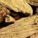 Säckelblumenwurzel Tropfen - Tinktur
