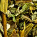 Zweizahnkraut