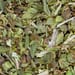 Oregano