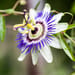 Passionsblume