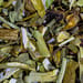 Rautenkraut Tropfen - Tinktur