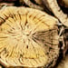 Schnurbaumwurzel, gelb