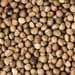 Schwarznesselfrucht