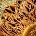 Shiitake Tropfen - Tinktur