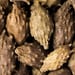 Sibirische Spitzklettenfrucht, vorbehandelt Tropfen - Tinktur