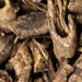 Stachelpanaxwurzelrinde Tropfen - Tinktur