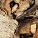 Typhoniumwurzelstock, vorbehandelt Salbe