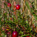 Cranberry