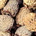 Chinesische Himbeerfrüchte Salbe