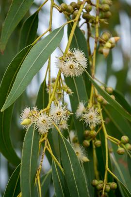 Eucalyptusblätter