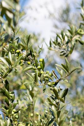 Olivenblätter Salbe