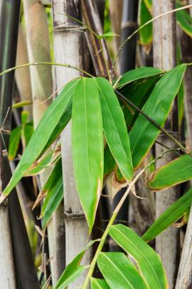 Bambusrohrstreifen Salbe