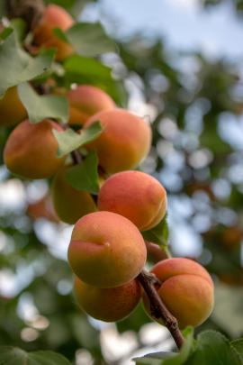 Bittere Aprikosensamen, geschält Tropfen - Tinktur