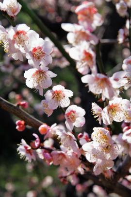 Japanaprikosenfrucht Tropfen - Tinktur
