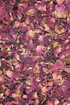 Rosenblüten Tropfen - Tinktur