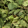 Birngrünblätter Salbe - Folia Orthiliae secundae unguentum
