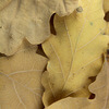 Eichenblätter - Folia Querci