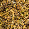 Sibirische Krähenbeere Tropfen - Tinktur - Herba Empetri sibirici tinctura