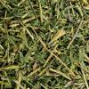 Trifolium lupinaster Tropfen - Tinktur - Herba Trifolii lupinaster tinctura