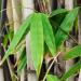Bambusrohrstreifen