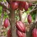 Kakaobohnenschalen Salbe