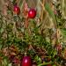 Cranberry Tropfen - Tinktur